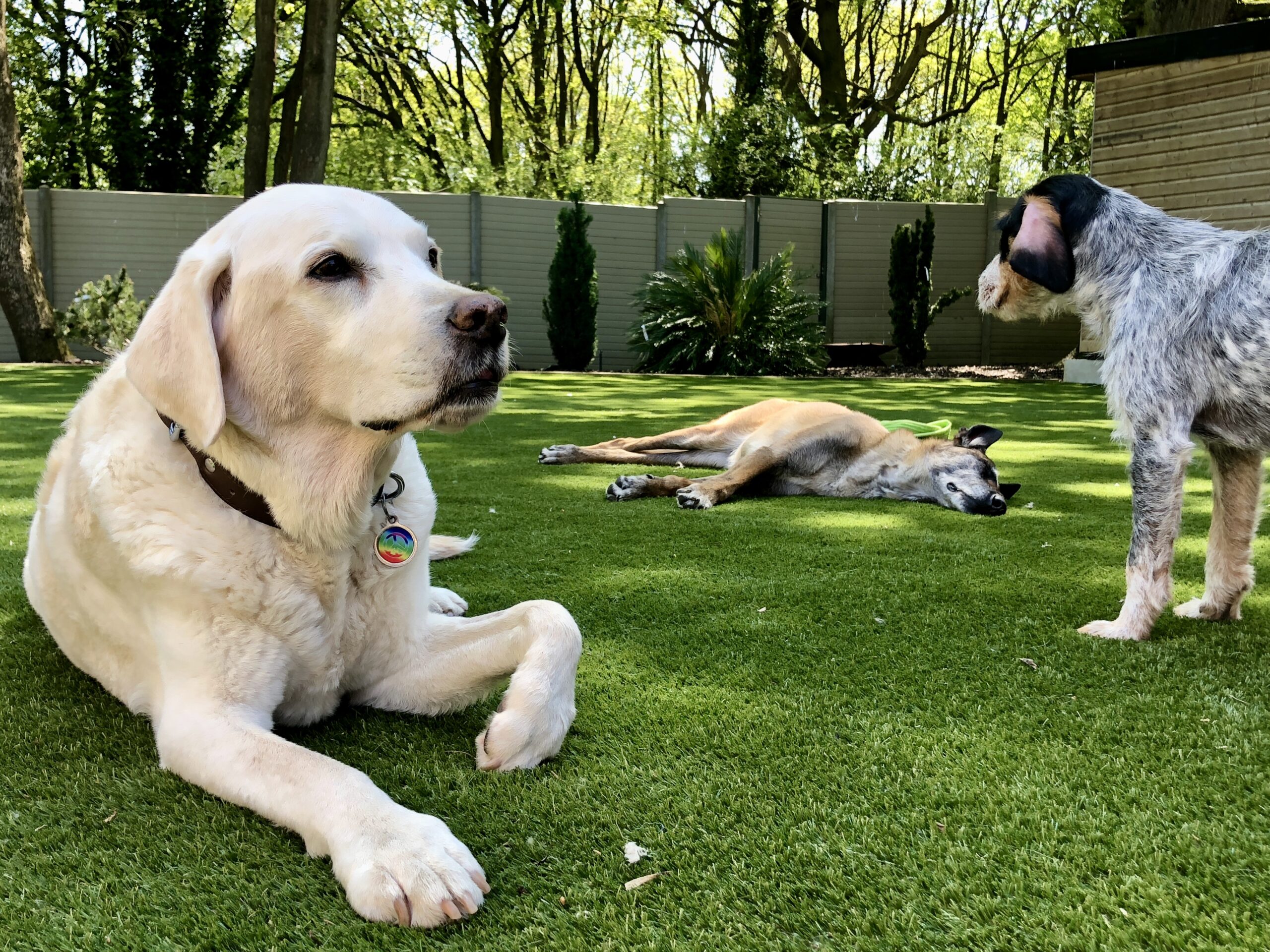 Dog Boarding Services in Watford & North London