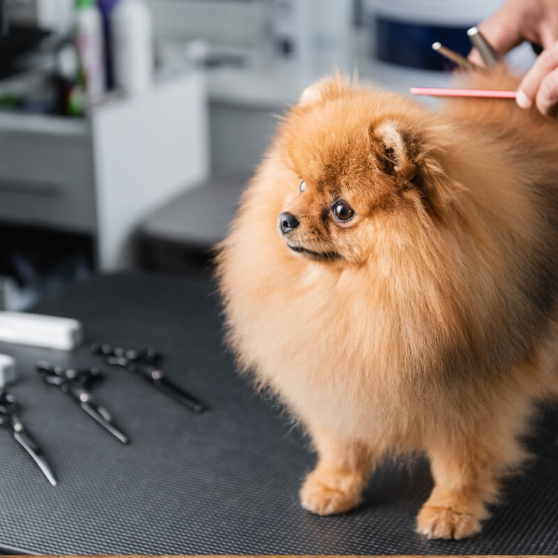 Dog Grooming in Watford & North London