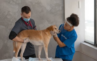 Common Dog Health Issues & Diseases To Watch Out For