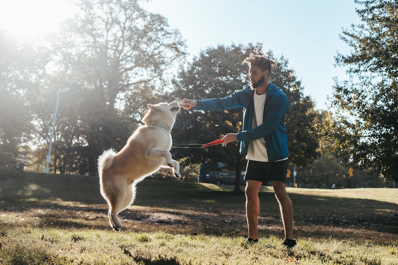 north london training dogs