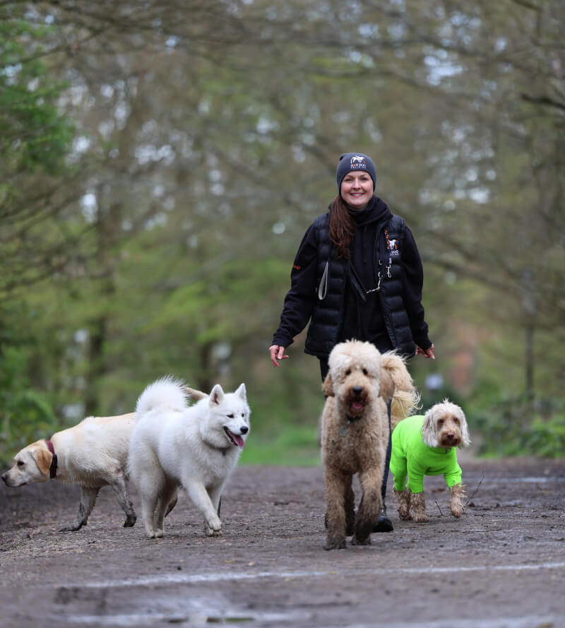 Dog Walking in Watford & North London