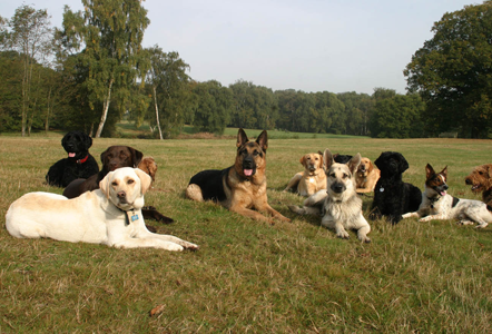 Dog Training in Watford & North London