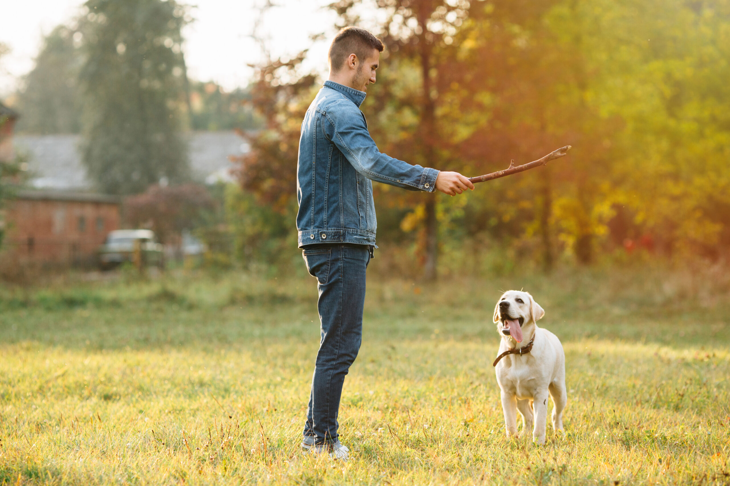 Dog Training