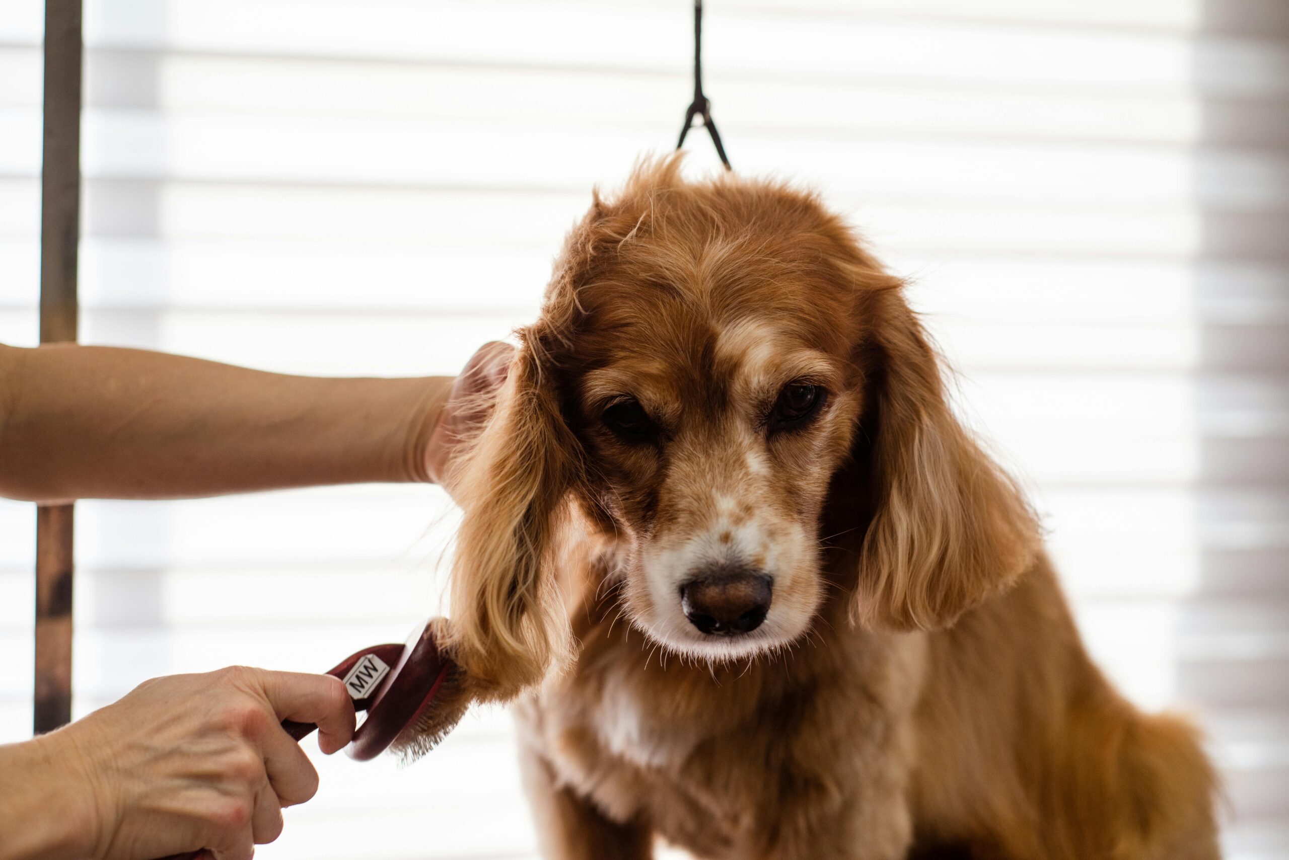 Dog Groomer