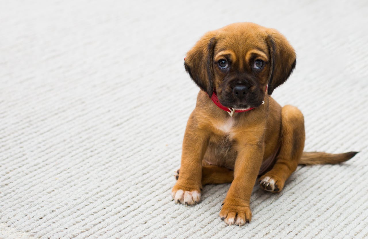 Puppy training london