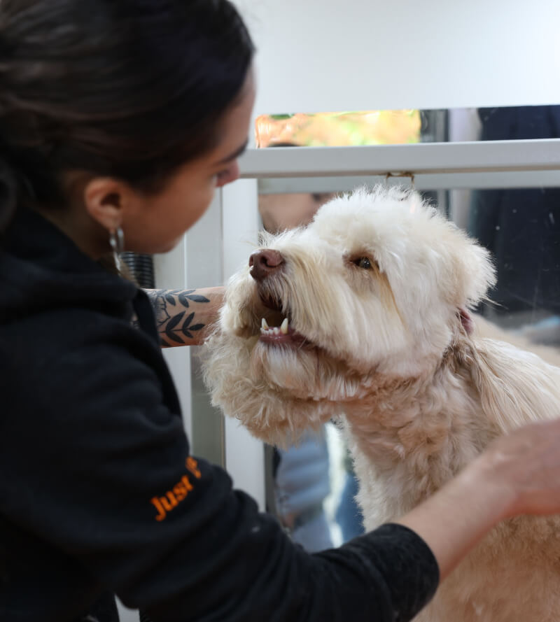 Premier Dog Grooming North London