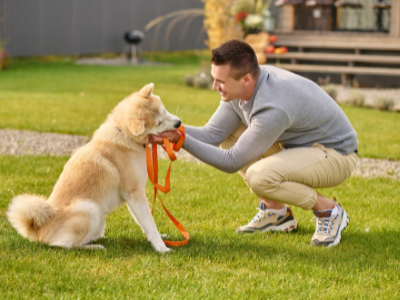 Friendly dog training by H&H Dog Training Services in Watford and North London. Experts in Dog Training, Dog Walking & Dog Grooming Services